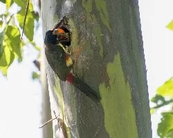Pteroglossus frantzii