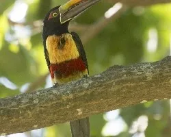 Pteroglossus frantzii