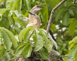 Anhinga anhinga