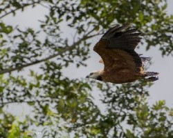 Busarellus nigricollis