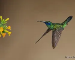 Colibri coruscans