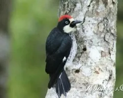 Melanerpes formicivorus