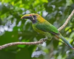 Aulacorhynchus prasinus