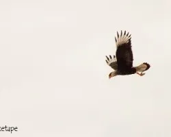 Caracara cheriway