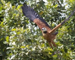 Busarellus nigricollis