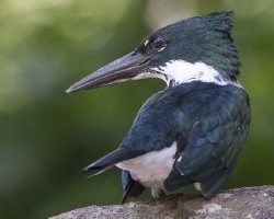 Chloroceryle americana