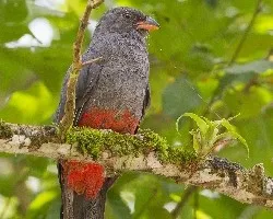 Trogon massena