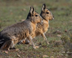 Dolichotis patagonum