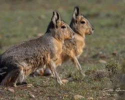 Dolichotis patagonum