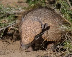 Chaetophractus villosus