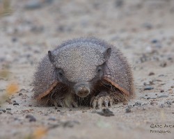 Chaetophractus villosus