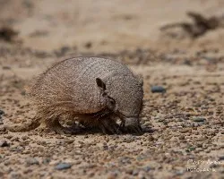 Chaetophractus villosus