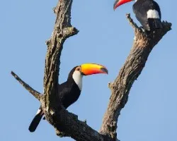 Ramphastos toco