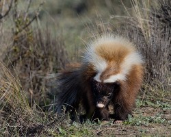 Conepatus humboldtii