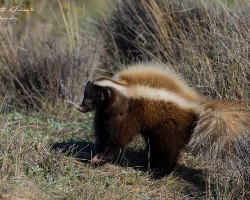 Conepatus humboldtii