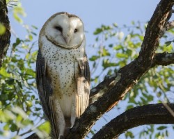 Tyto alba