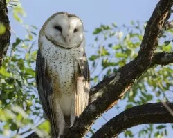 Tyto alba