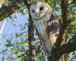 Tyto alba