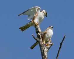 Gampsonyx swainsonii