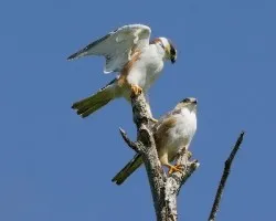 Gampsonyx swainsonii