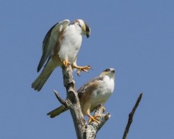 Gampsonyx swainsonii