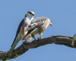 Gampsonyx swainsonii