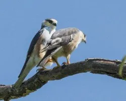 Gampsonyx swainsonii