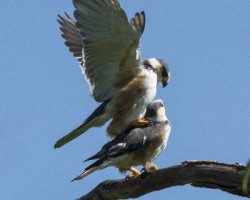 Gampsonyx swainsonii