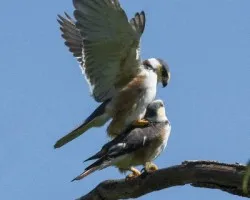 Gampsonyx swainsonii