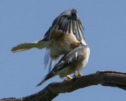 Gampsonyx swainsonii