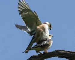 Gampsonyx swainsonii