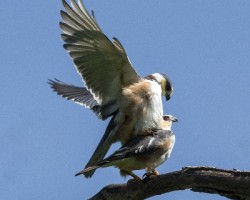 Gampsonyx swainsonii