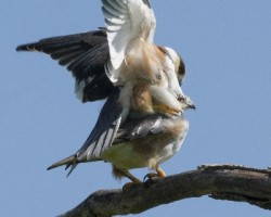 Gampsonyx swainsonii