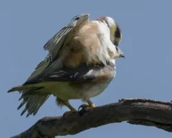 Gampsonyx swainsonii