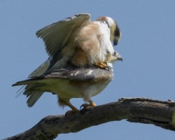 Gampsonyx swainsonii