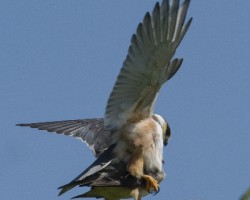 Gampsonyx swainsonii