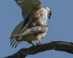 Gampsonyx swainsonii