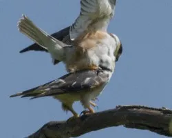 Gampsonyx swainsonii