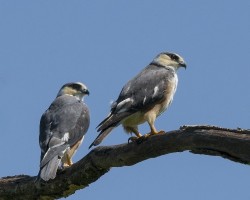 Gampsonyx swainsonii