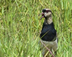 Vanellus chilensis