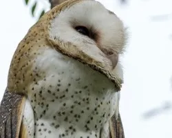 Tyto alba