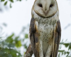 Tyto alba