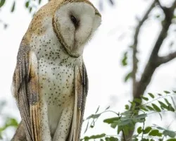Tyto alba