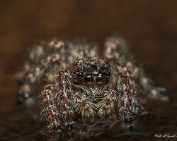 Identificar saltarina