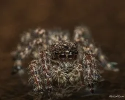 Identificar saltarina