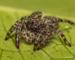 Identificar saltarina