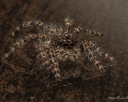Araña saltarina