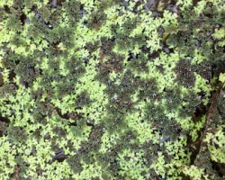 Tachybaptus dominicus