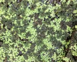 Tachybaptus dominicus