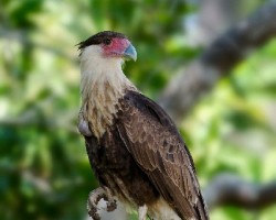 Caracara cheriway